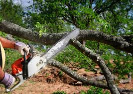 Best Utility Line Clearance  in Murfreesboro, NC