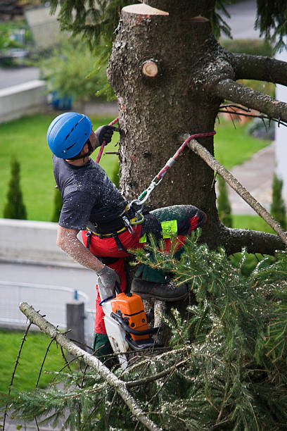 Best Hazardous Tree Removal  in Murfreesboro, NC